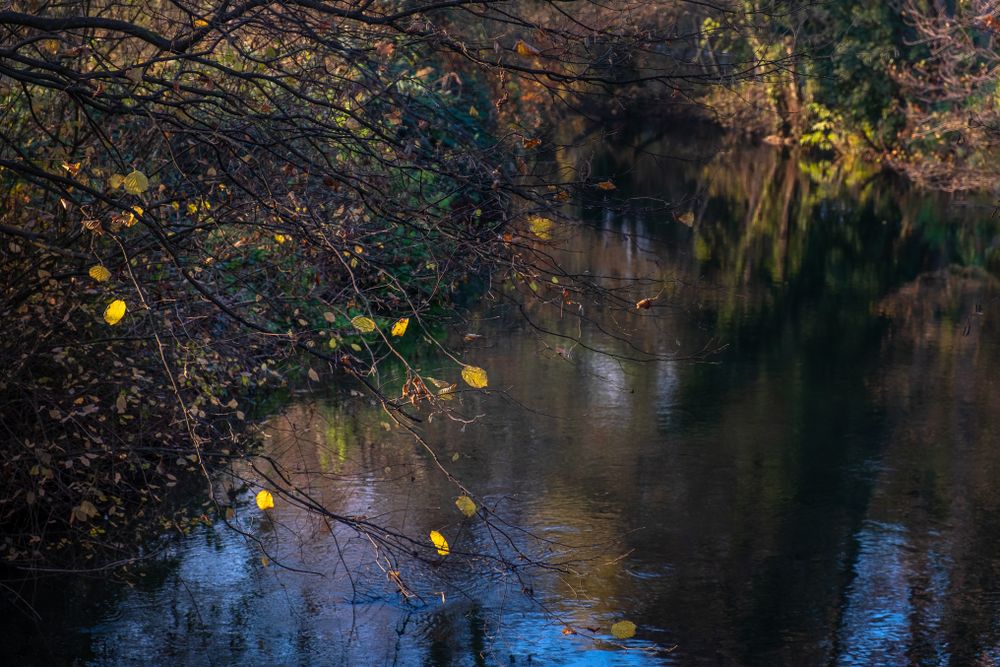 Yellow leaves on a tree above a river