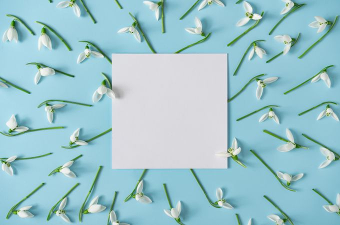 Snowdrop flowers surrounding paper card on blue background