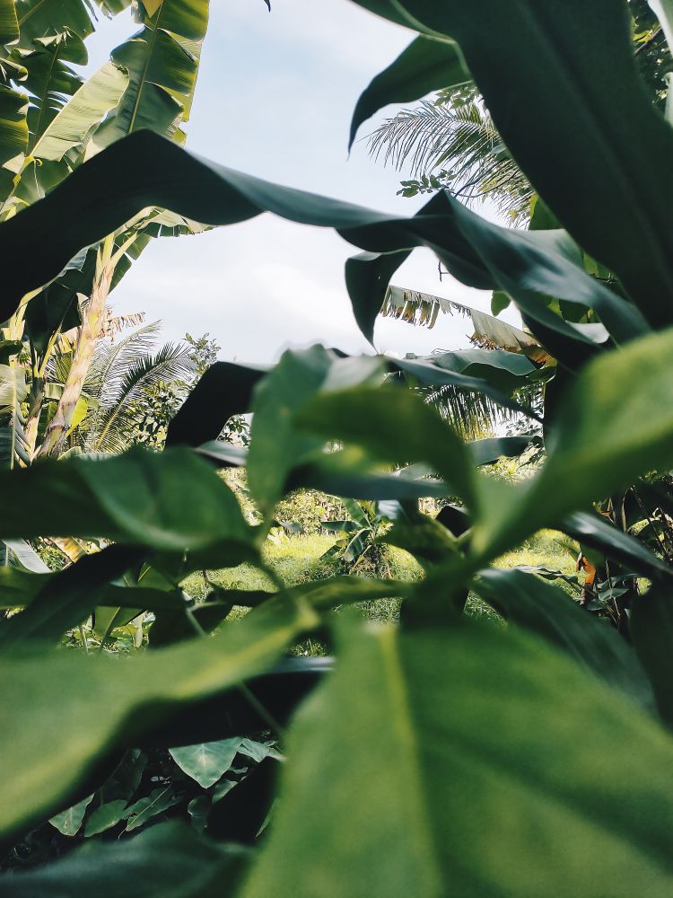Tropical Lush Greenery: A Peek Through Banana and Palm Leaves into a Verdant Paradise