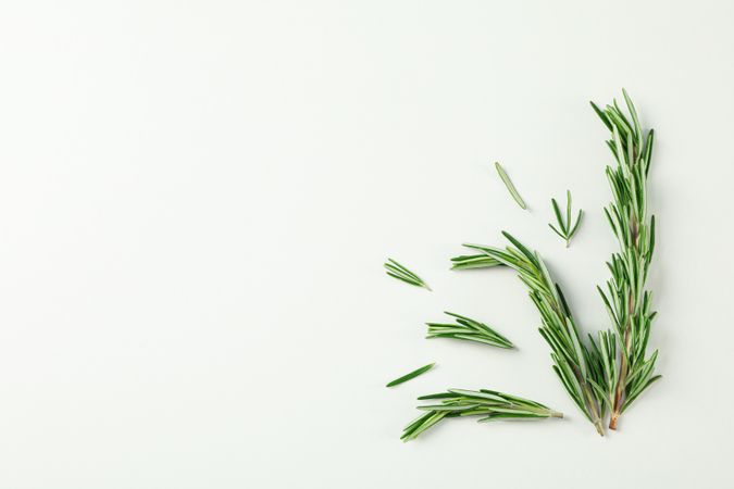 Flat lay composition with rosemary on neutral background, space for text