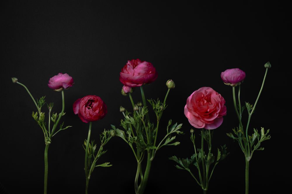 Delicate pink buttercup flowers