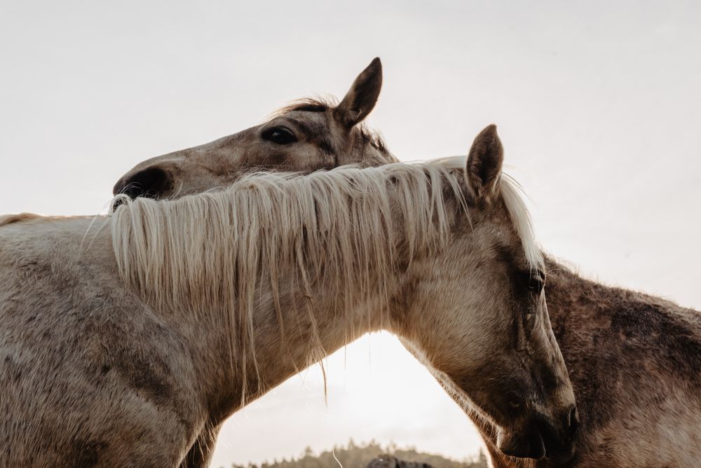 Funny horses on meadow