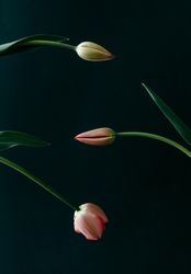 Three red tulip flowers on in different stages of opening on dark background