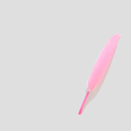 Single pink feather on light background