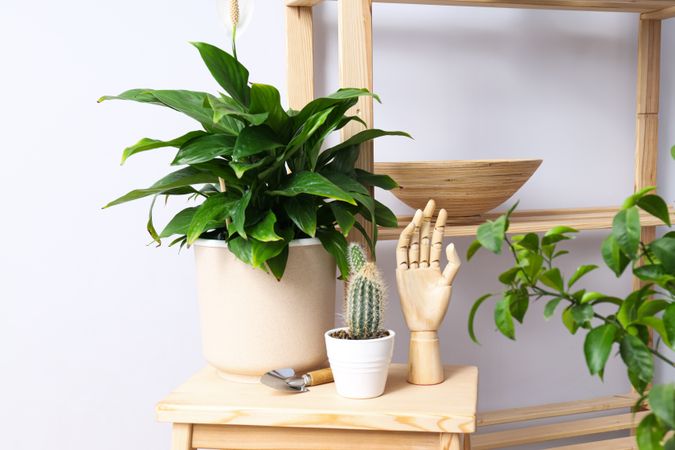 Cozy hobby - growing indoor plants at home