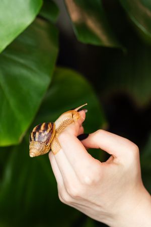 Snail Achatina on woman hand with lush plants in background