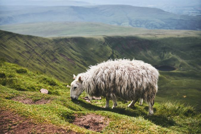 Sheep grazing atop a grassy mountain with a beautiful view in the background