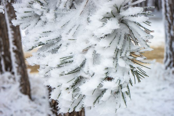 Winter snowy landscape