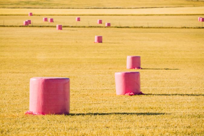 Bales wrapped with pink plastic