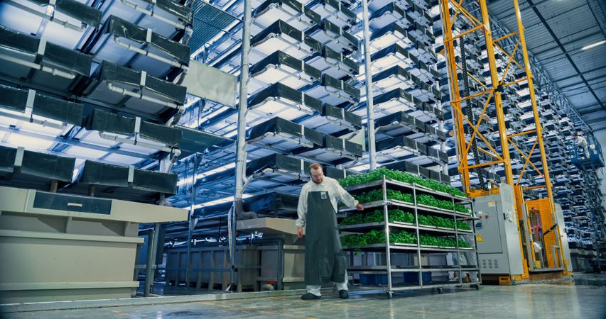 Big Vertical Farm with Multiple Rows and Layers of Eco-Friendly Plants Growing Under Artificial LED Sunlight. Workers Moving a Loaded Rack with Natural Green Vegetable Leaves