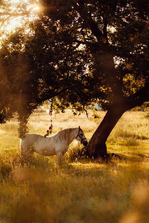 Horse grazing in meadow near tree
