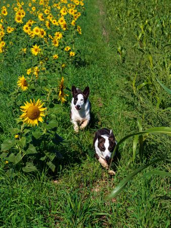 Corgi dog playing in a field of yellow sunflowers