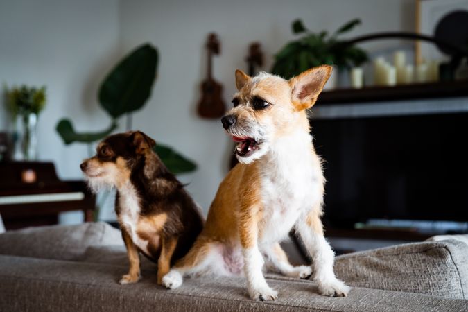 Two cute small dogs in living room