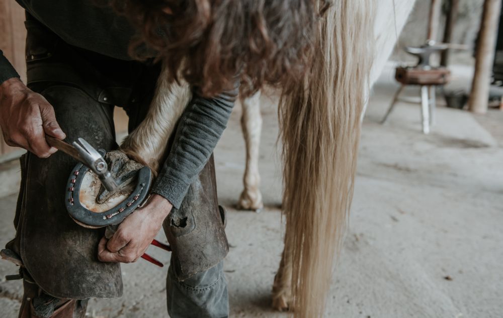 Crop farrier cleaning horse hoof
