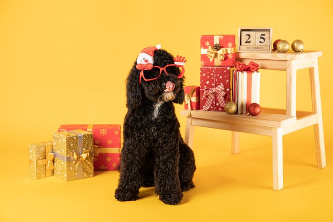 Concept of Merry Christmas, funny Christmas dog