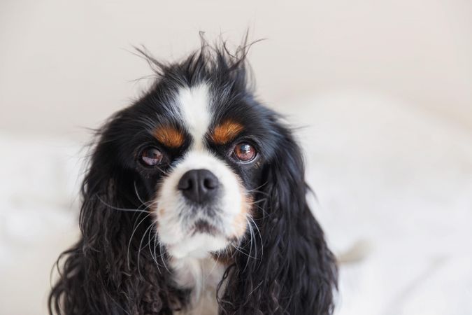 Cavalier Spaniel with cute unkempt hair