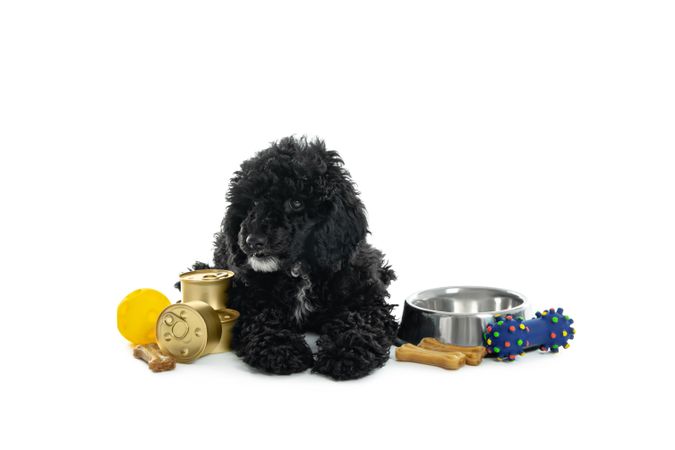 Cute dog lying with cans of food, a bowl and toys