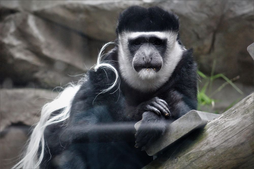 Monkey on wooden surface
