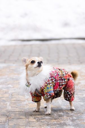 Chihuahua wearing an outfit