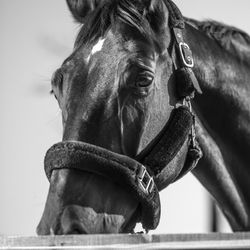 Grayscale photo of horse with leash
