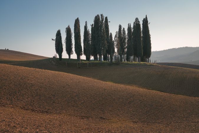 Small grove on empty dry field