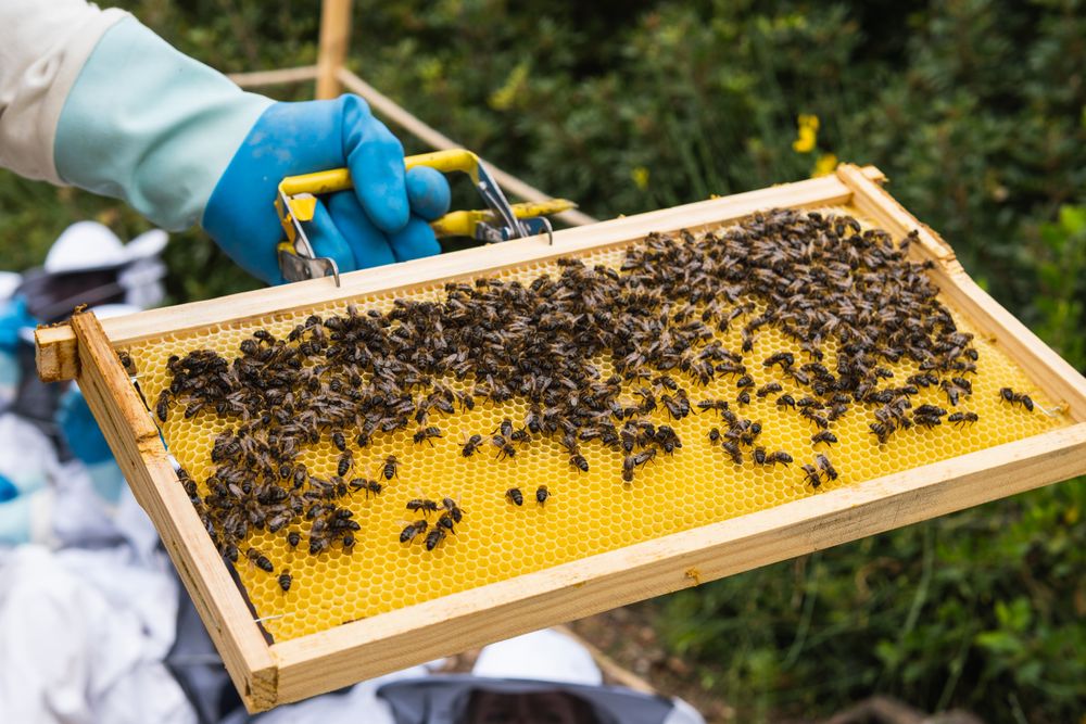 Crop beekeeper with honeycomb in apiary with children