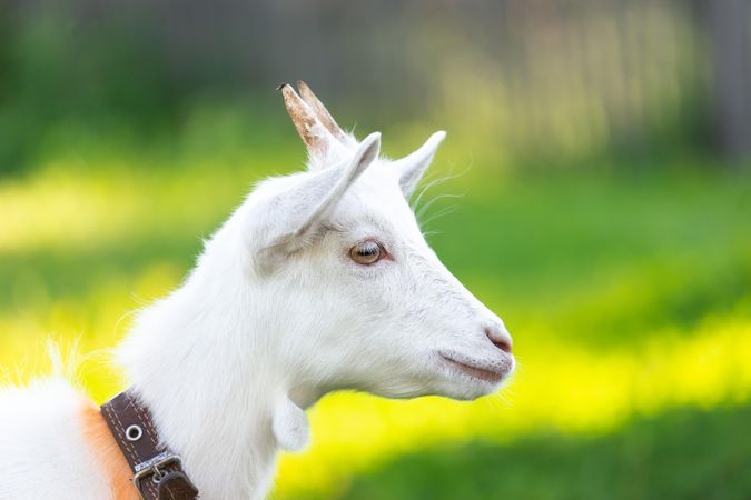 Portrait of light goat with horns on green grass field