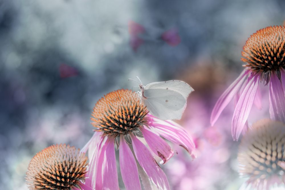 Delicate butterfly perched in center of flower