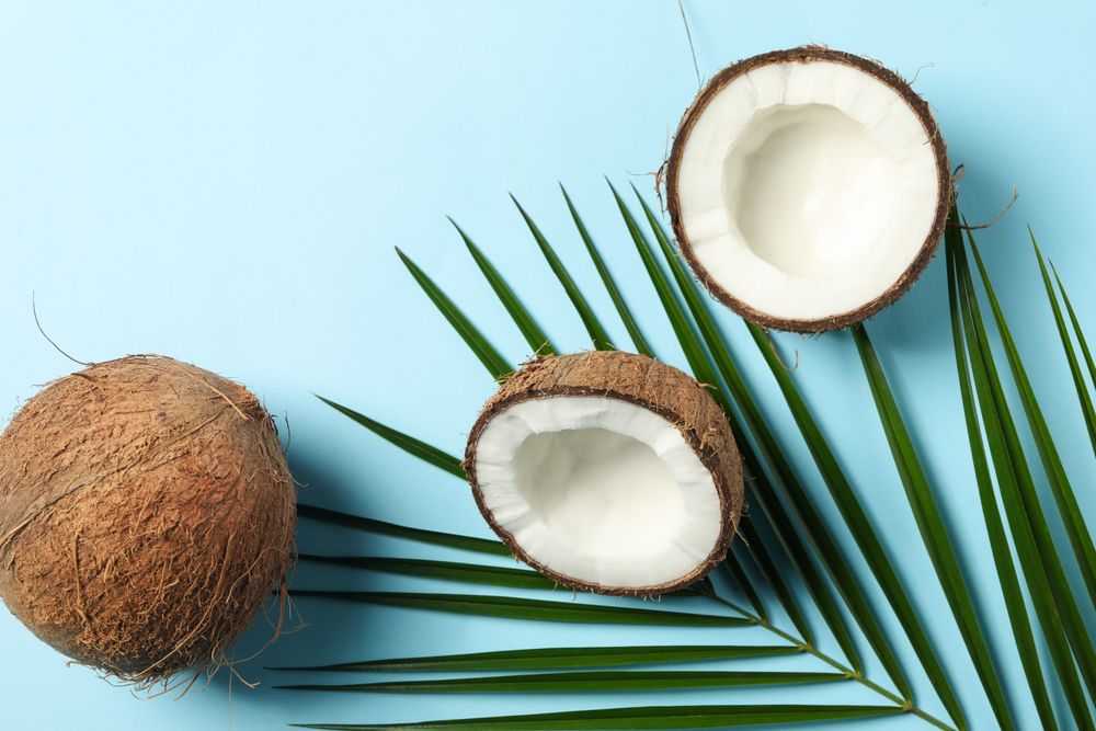 Coconut and palm branch on blue background, top view