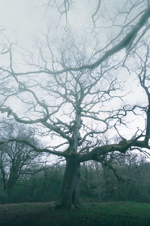 Big old tree covered by moss