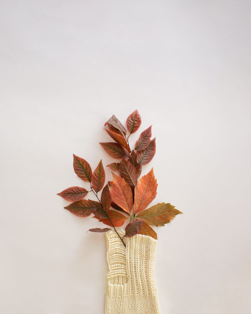 Red orange autumn leaves on a plain background