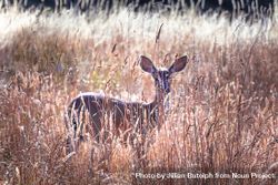 Side view of deer in long grass field 5rg774