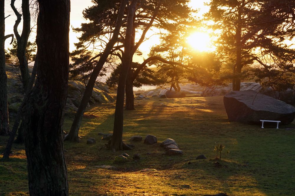 Peaceful meadow in pine forest near lake at sunset