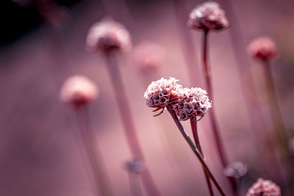 Side view of small flower buds in the sun