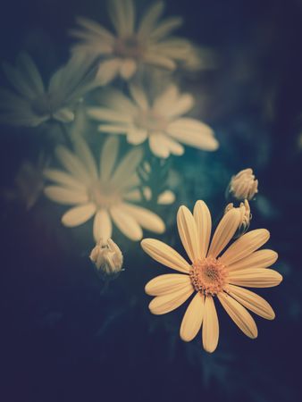 Pretty flower growing in garden