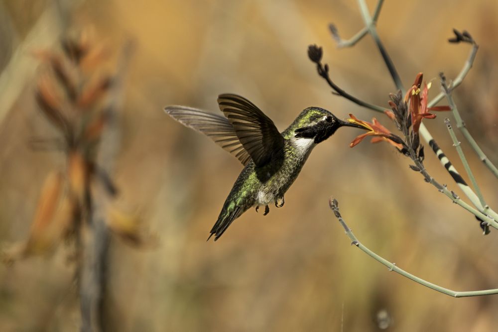 Costa's Hummingbird at Arizona-Sonora Desert Museum in Tucson, Minnesota