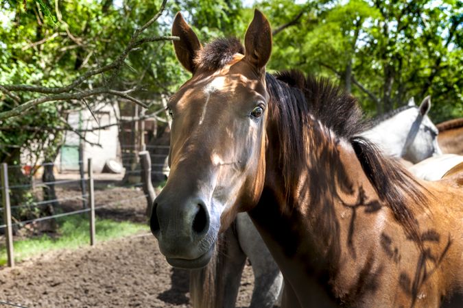Horses standing in field paddock