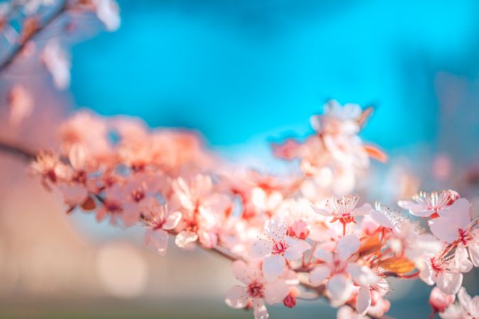 Beautiful cherry blossom against a bright blue sky