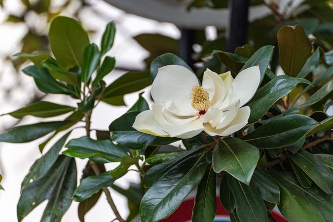 Beautiful magnolia blooming in the park
