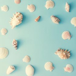 Seashell pattern on  pastel blue background