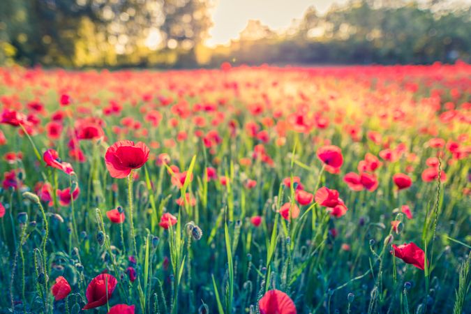 Long grass with red flowers with the sunset