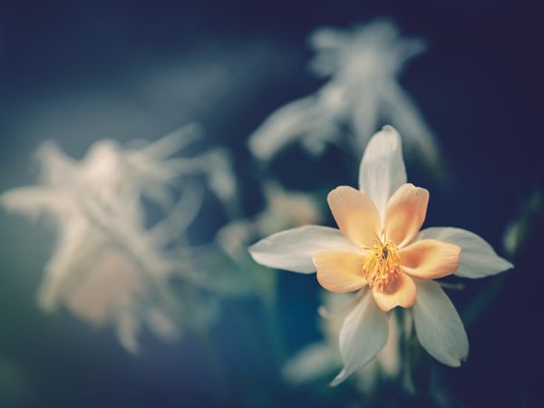 Pretty flower growing in garden