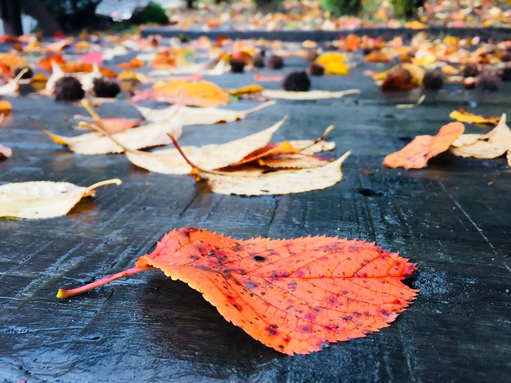 Fallen leaves in autumn