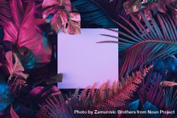 Creative fluorescent color layout made of tropical leaves with neon light square 5rkx34