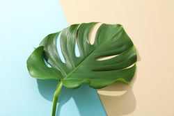 Green monstera on two tone background, space for text