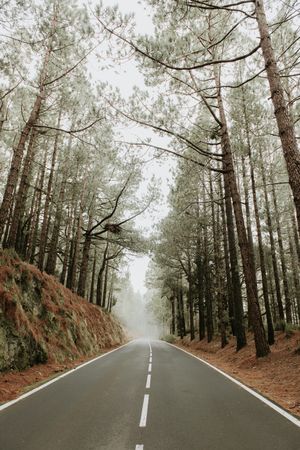 Asphalt road in foggy forest
