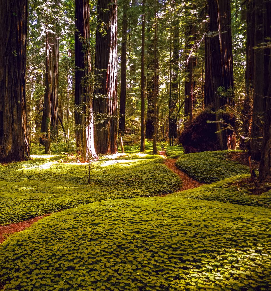Green and luscious forest