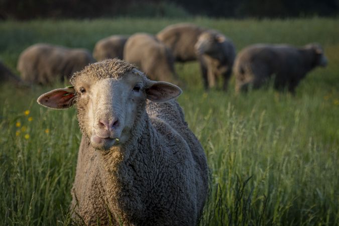 Sheep staring at the camera in a field with other sheep and ewes behind