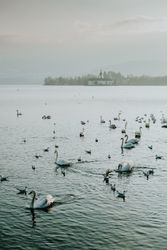 Swans swimming in lake surrounded in misty day