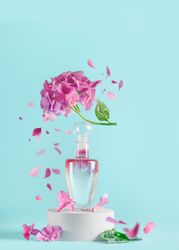 Perfume or cosmetic bottle with flying hydrangea flower at pale blue background. Floral fragrance at podium with flower petals. Front view. Copy space.